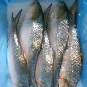 ৫ পিস মাছে ১০ কেজি=৪০০০ টাকা