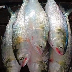 ৮ পিস মাছে ৫ কেজি ১৭০০ টাকা
